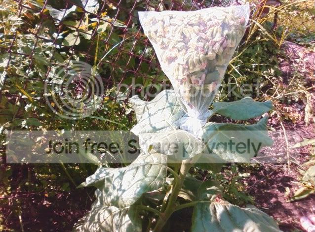 rusticseedbag.jpg
