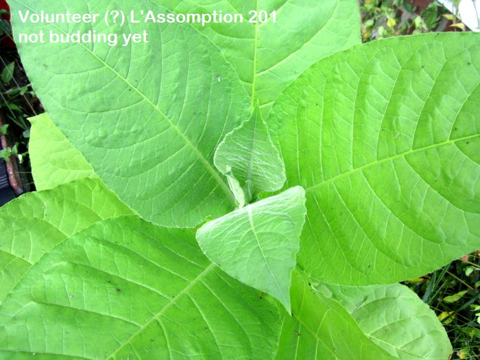 Garden20250915_7676_Volunteer_notBudding_700.jpg