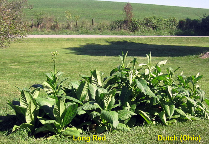 Garden20260731_7827_DutchOhio_LongRed_bed_700.jpg
