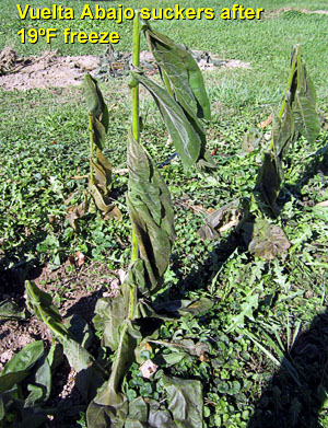 Garden20131026_0996_VueltaAbajoSuckers_afterFreeze_300.jpg