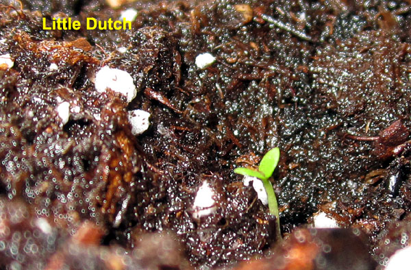 Garden20200330_4995_LittleDutch_in1020Tray_600.jpg