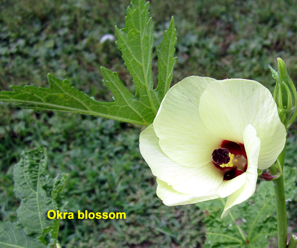 Garden20200728_5289_okraBlossom_600.jpg