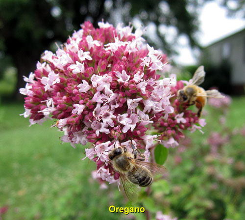 Garden20140719_1358_honeybees_onOregano_500.jpg