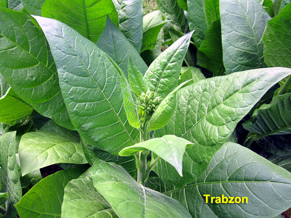 Garden20210624_5795_Trabzon_budHead_600.jpg
