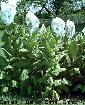 Garden_20110730_06_Samsun_Bafra_Shirazi_300.jpg