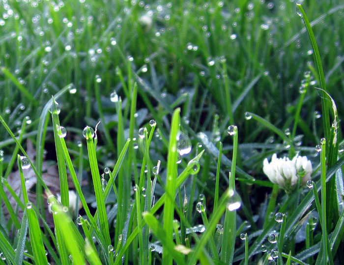 Garden20140804_1409_dewdropsOnGrass_700.jpg