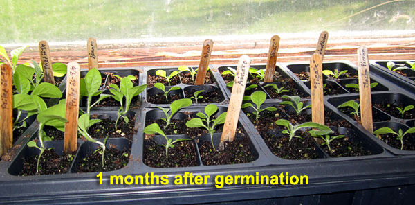 Garden20220403_6310_seedlingsAt1Month_01_600.jpg