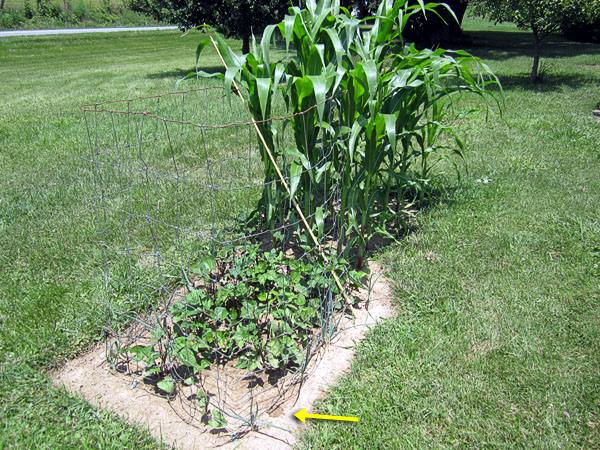 Garden20180710_3652_beanFence_600.jpg