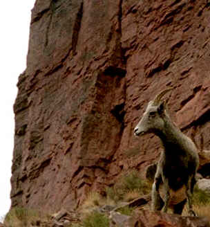 bighorn1.jpg