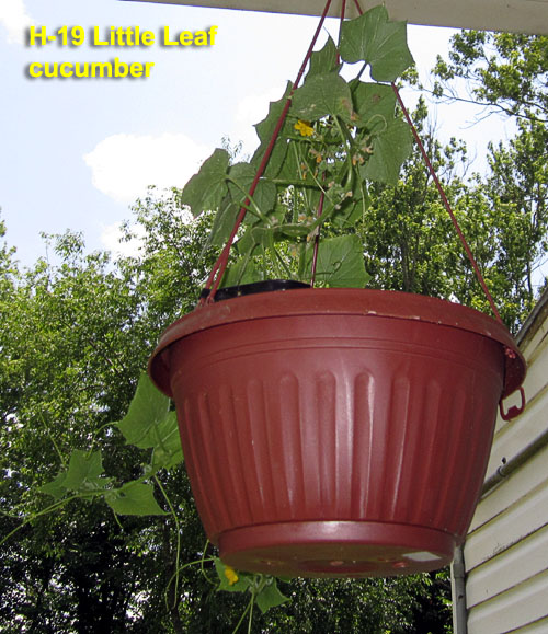 Garden20200720_5275_H19LittleLeafCuke_hanging_500.jpg