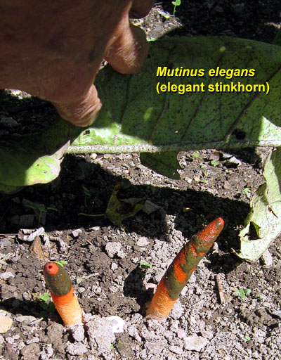 Garden20140920_1570_Mutinus_elegans_400.jpg