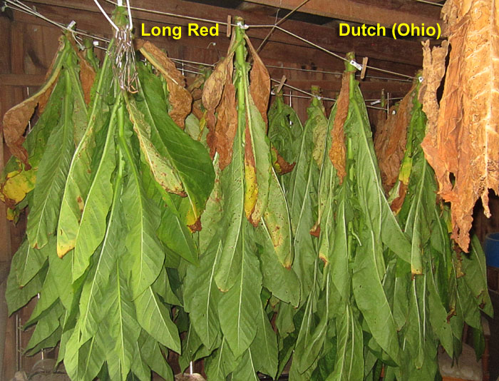Garden20260907_7850_LongRed_DutchOhio_inShed_700.jpg