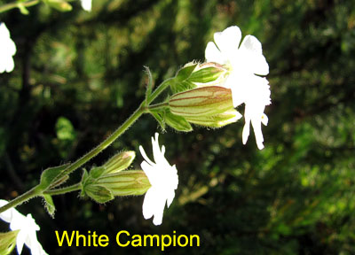 Garden20150530_1798_whiteCampion_blossom_400.jpg