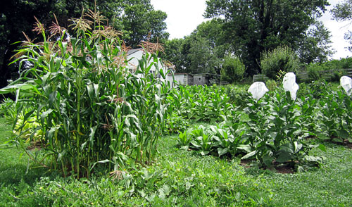 Garden20130714_776_EntireGarden_500.jpg