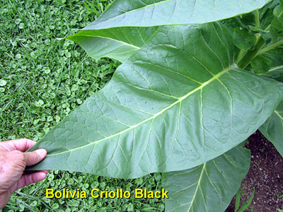 Garden20130707_745_BoliviaCriolloBlack_leaf_400.jpg