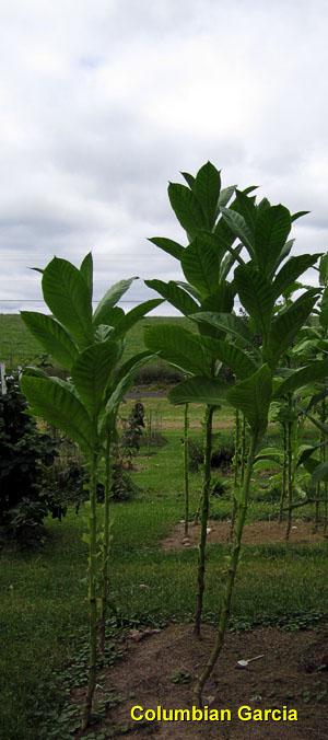 Garden20140926_1582_ColumbianGarcia_300.jpg