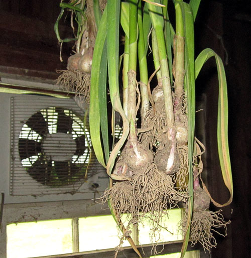 Garden20220627_6500_garlicHanging_500.jpg