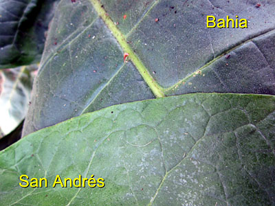 Garden20150901_2067_Bahia_SanAndres_leafCompare_400.jpg