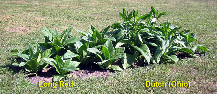 Garden20260716_7806_DutchOhio_LongRed_bed_da46_700.jpg