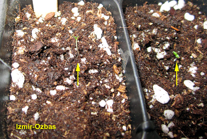 Garden20260320_7734_IzmirOzbas_inTray_CloseUp_700.jpg