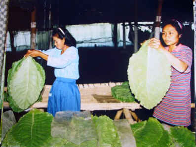Perantara_PrimedLeaf.jpg