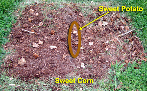 Garden20220506_6340_corn_sweetPotato_bed_500.jpg