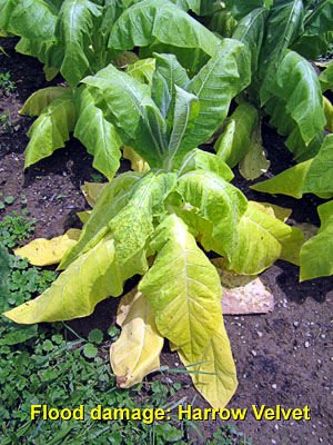 Garden20130707_748_floodDamage_Harrow_300.jpg