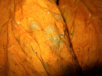 white spots on tobacco leaves green spots on tobacco leaves | Page 3 | Fair Trade Tobacco