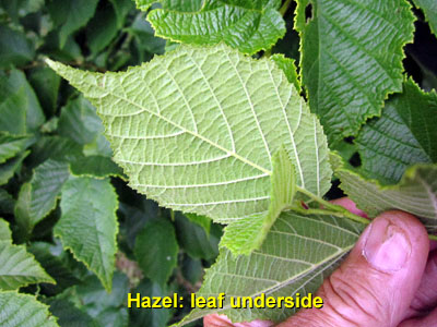 Garden20140628_1275_hazel_leafUnderside_400.jpg