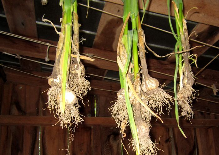 Garden20250625_7606_PersianRedGarlic_hanging_700.jpg
