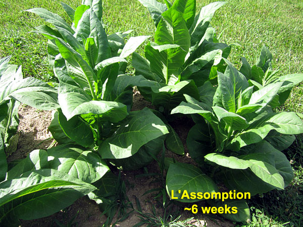 Garden20210627_5803_LAssomption_bed6wks_600.jpg