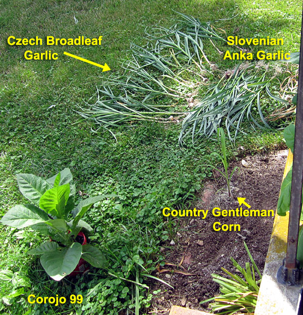 Garden20210623_5783_porchCorner_600.jpg