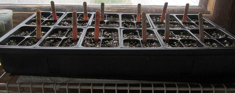 Garden20260327_7738_trayOnHeatMat_800.jpg