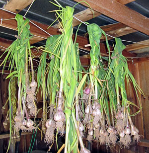 Garden20120531_196_garlicHanging_300.jpg