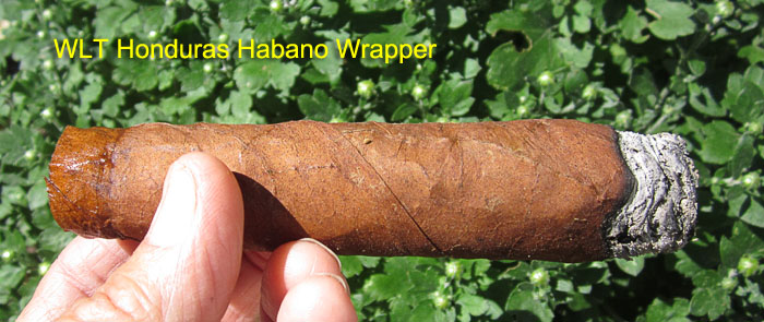 Garden20190830_4702_cigar_WLTHonduras_700.jpg