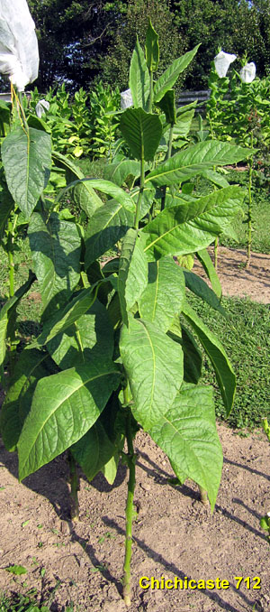 Garden20140829_1515_Chichicaste712_plant_300.jpg