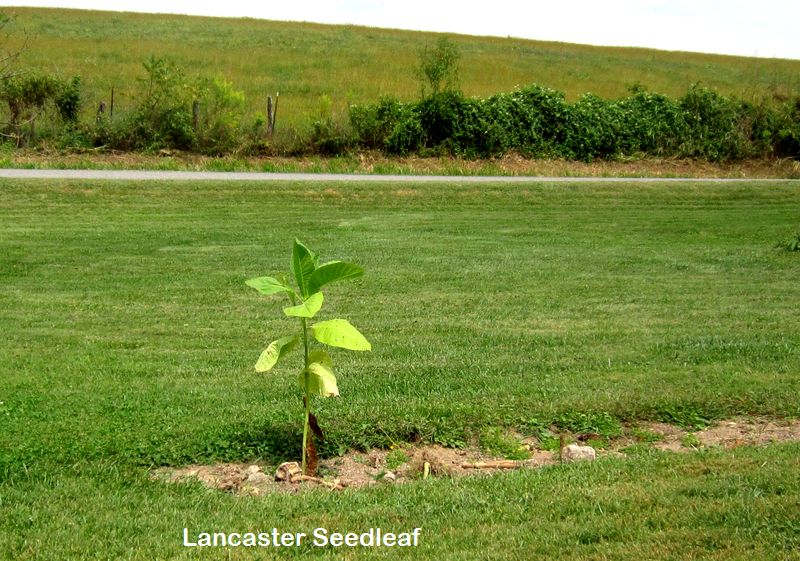 Garden202508906_7664_LancasterSeedleaf_800.jpg