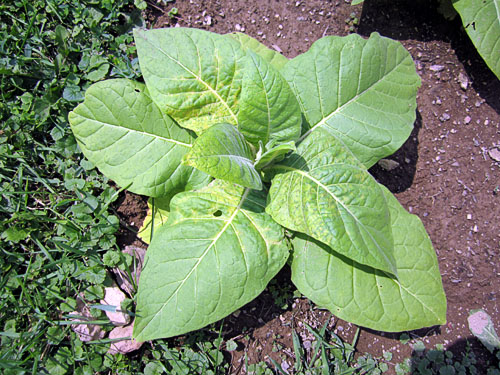 Garden20130620_689_Harrow_TEV_full_500.jpg