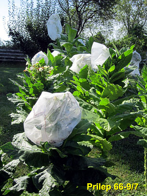 Garden20130816_901_Prilep66-9_7_fiveBagged_300.jpg