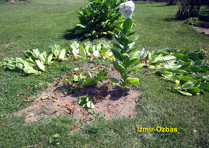 Garden20260828_7836_IzmirOzbas_stalksCut_700.jpg