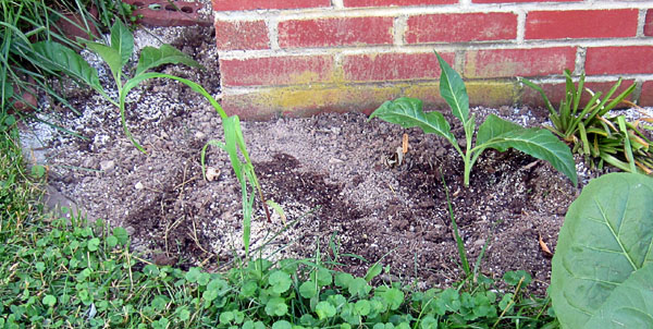 Garden20210623_5786_LittleDutch_cornerBed_600.jpg