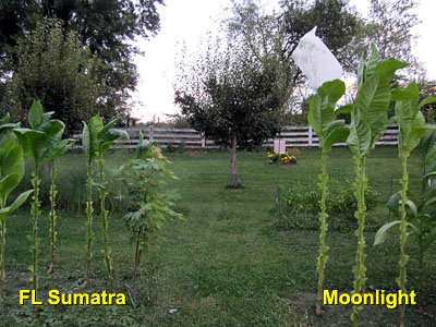 Garden20130823_921_Moonlight_v_FlSumatra_400.jpg