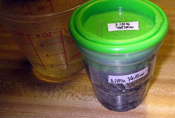 Garden20230301_6864_germinationStart02_600.jpg