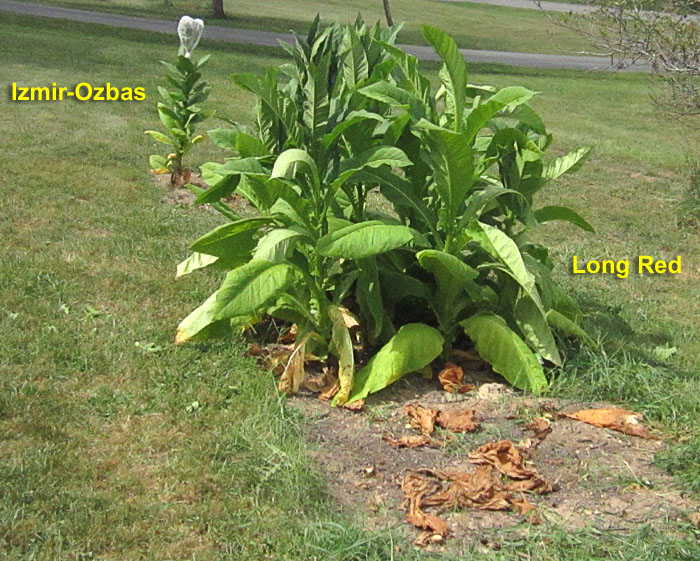 Garden20260906_7848_LongRed_gardenBed_70.jpg