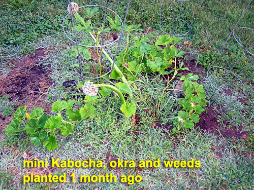 Garden20200715_5252_Kabocha_okra_backBed_500.jpg