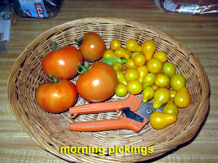 Garden20220807_6615_morningVeggiePickings_700.jpg