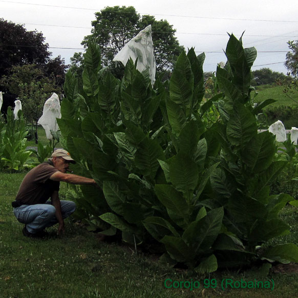 Garden20170726_2903_Corojo99_Bob_582square.jpg