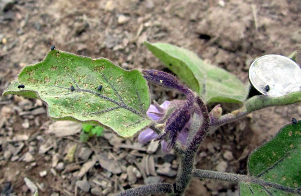 Garden20140529_1187_fleaBeetlesOnEggplant_600.jpg