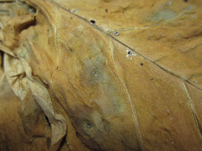 what does mold on tobacco look like green spots on tobacco leaves | Page 3 | Fair Trade Tobacco