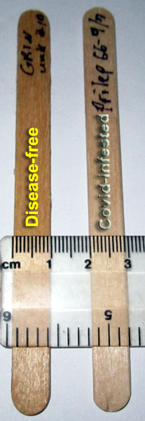 Garden20220124_6205_CovidPopsicleStick_600v.jpg